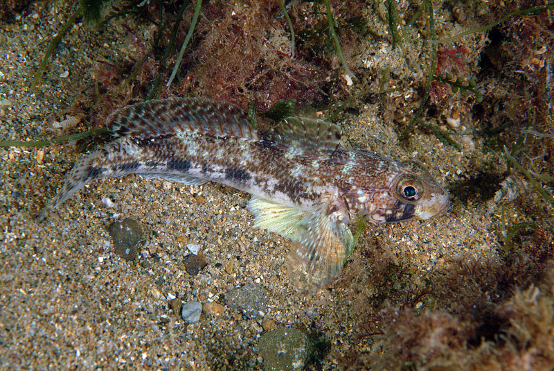 Gobius geniporus